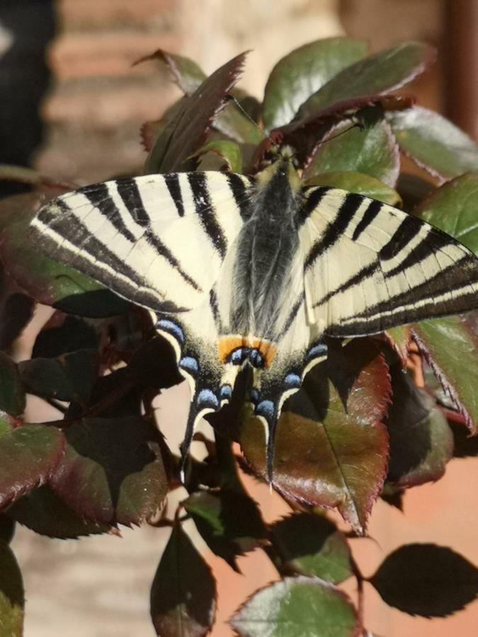 Appartamento Azzurra Roccalbegna Bagian luar foto